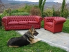 Divano e poltrona chesterfield con Layka